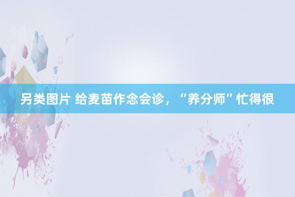 另类图片 给麦苗作念会诊，“养分师”忙得很